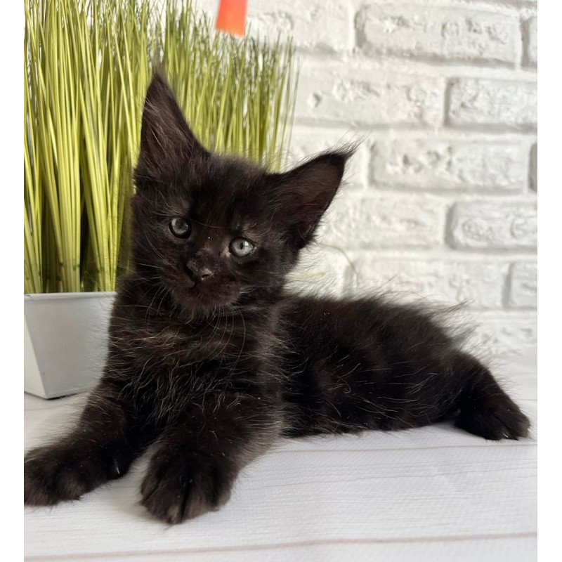 Maine Coon Jasper