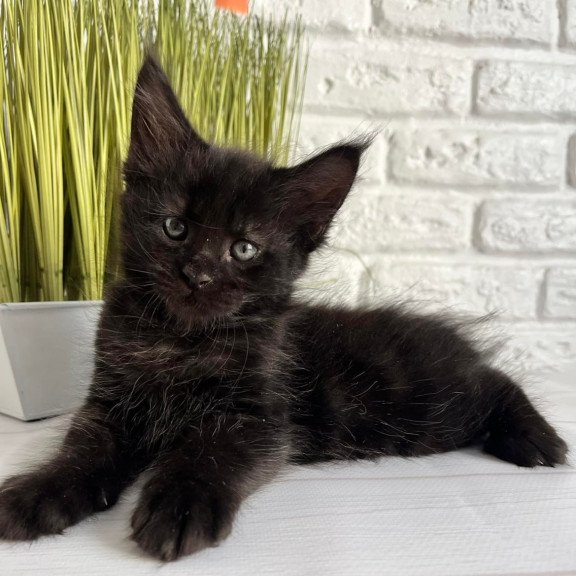 Maine Coon Jasper