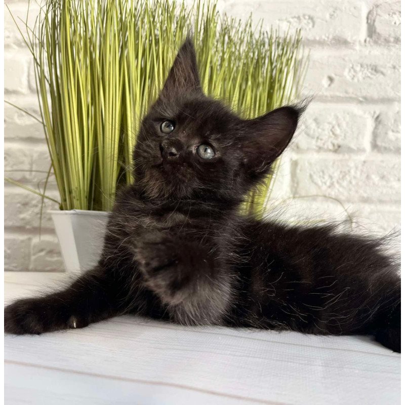 Maine Coon Jasper