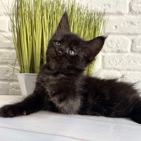 Maine Coon Jasper