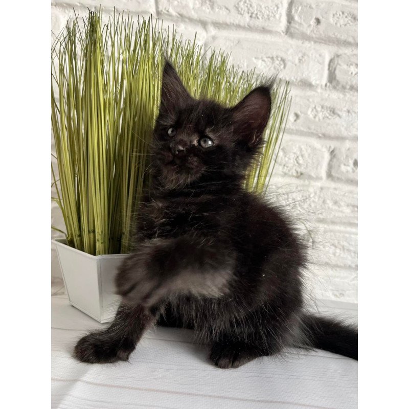 Maine Coon Jasper