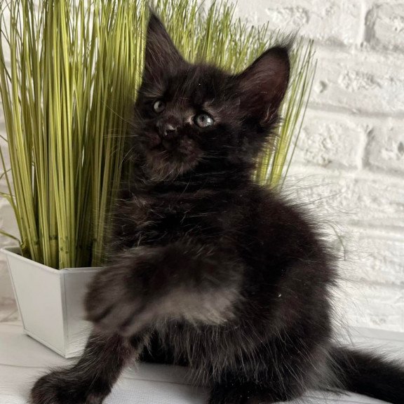 Maine Coon Jasper