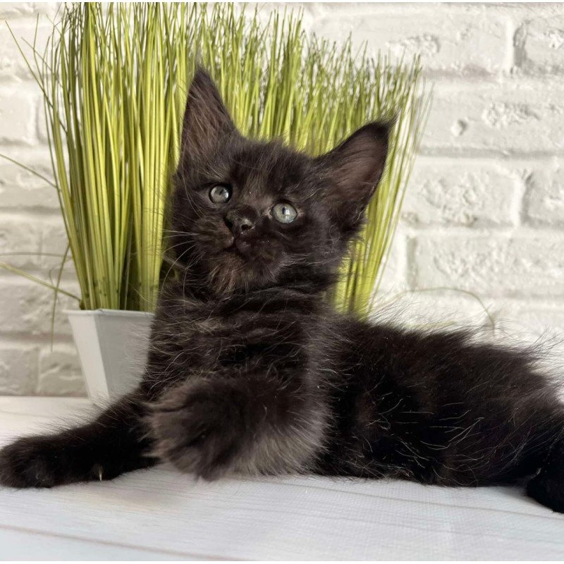 Maine Coon Jasper