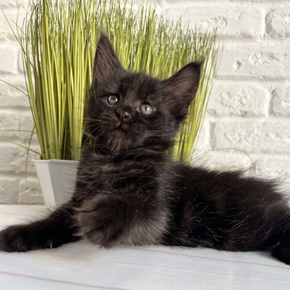 Maine Coon Jasper