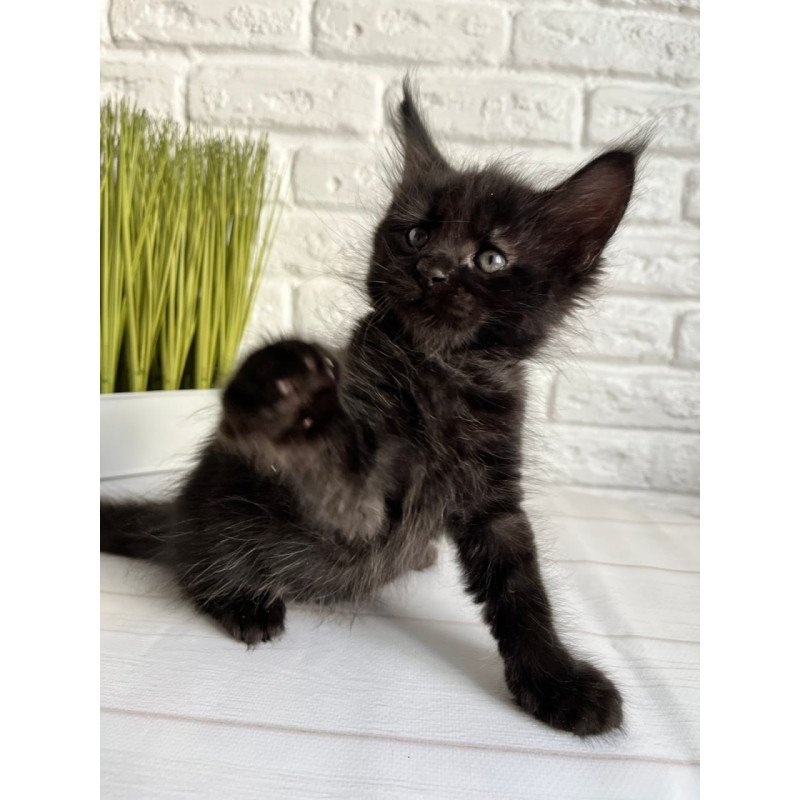 Maine Coon Jasper