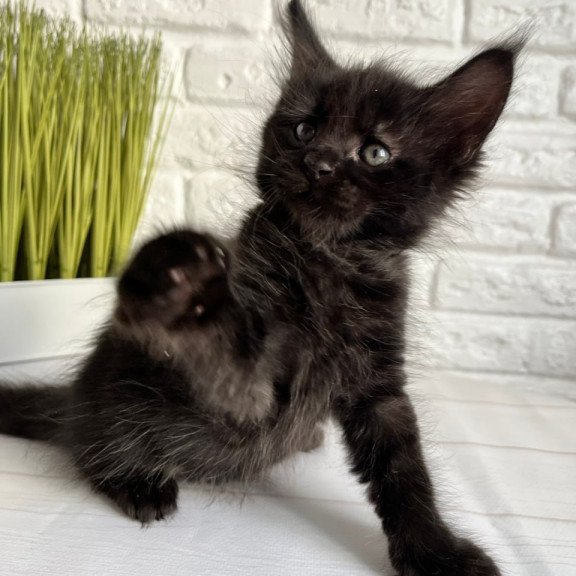 Maine Coon Jasper