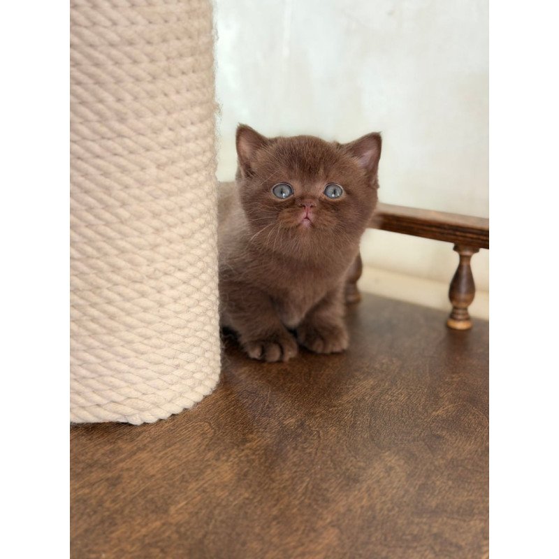 British Santa