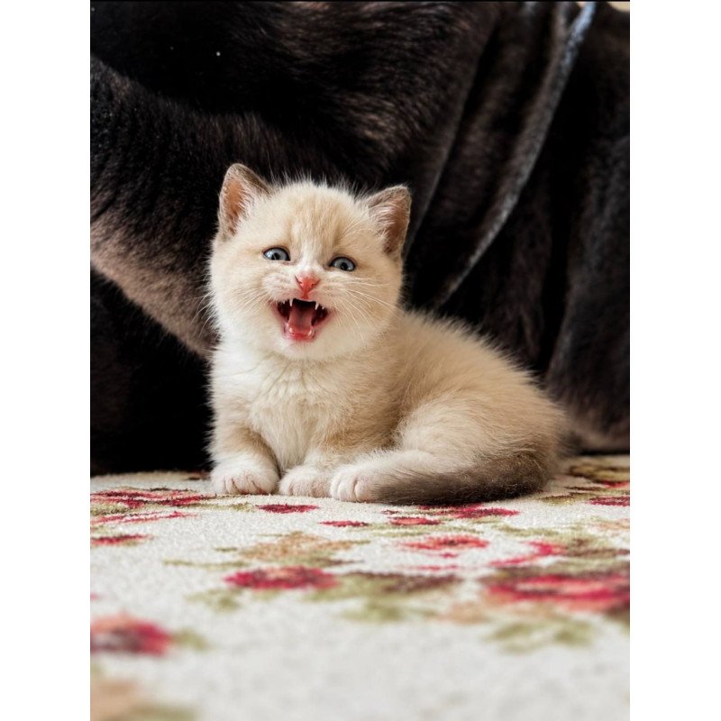 Munchkin Benya
