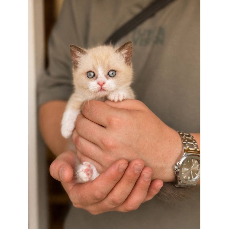 Munchkin Benya