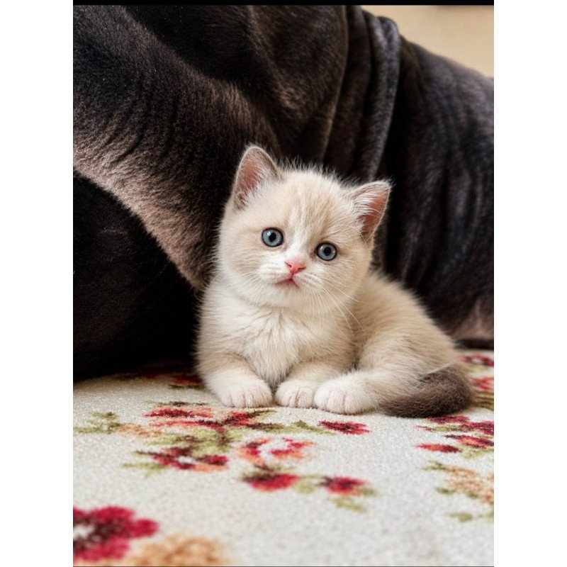 Munchkin Benya