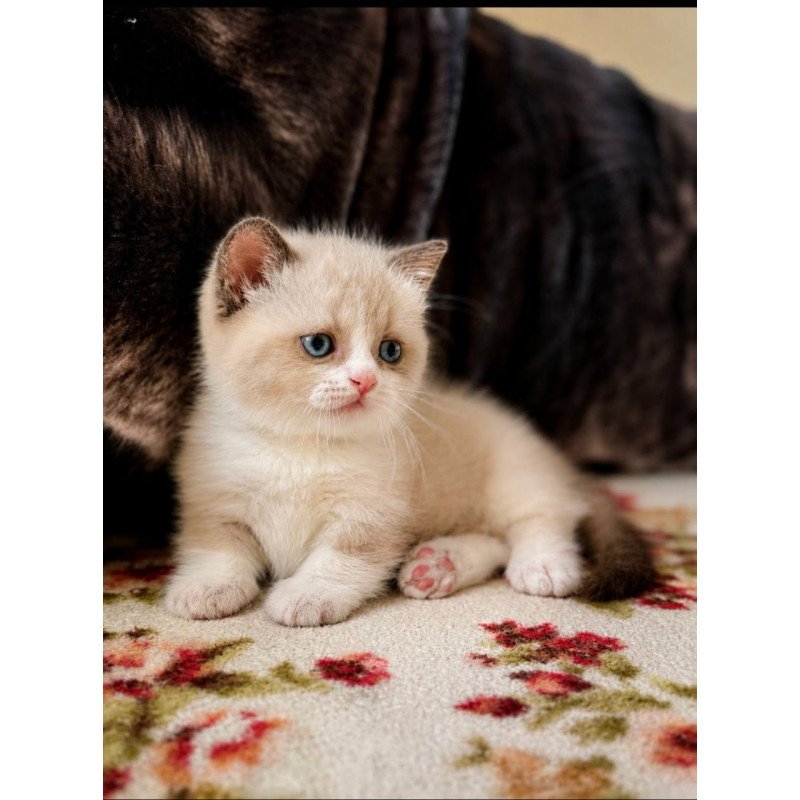Munchkin Benya