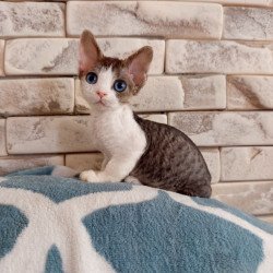 Devon Rex Lotty
