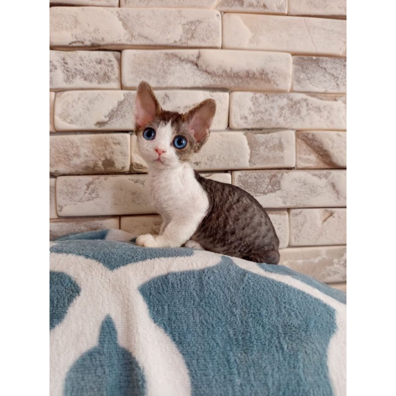 Devon Rex Lotty