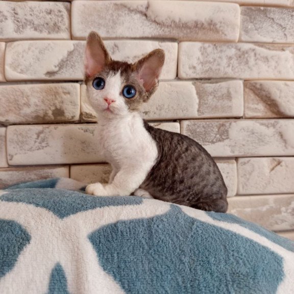 Devon Rex Lotty