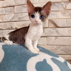 Devon Rex Lotty