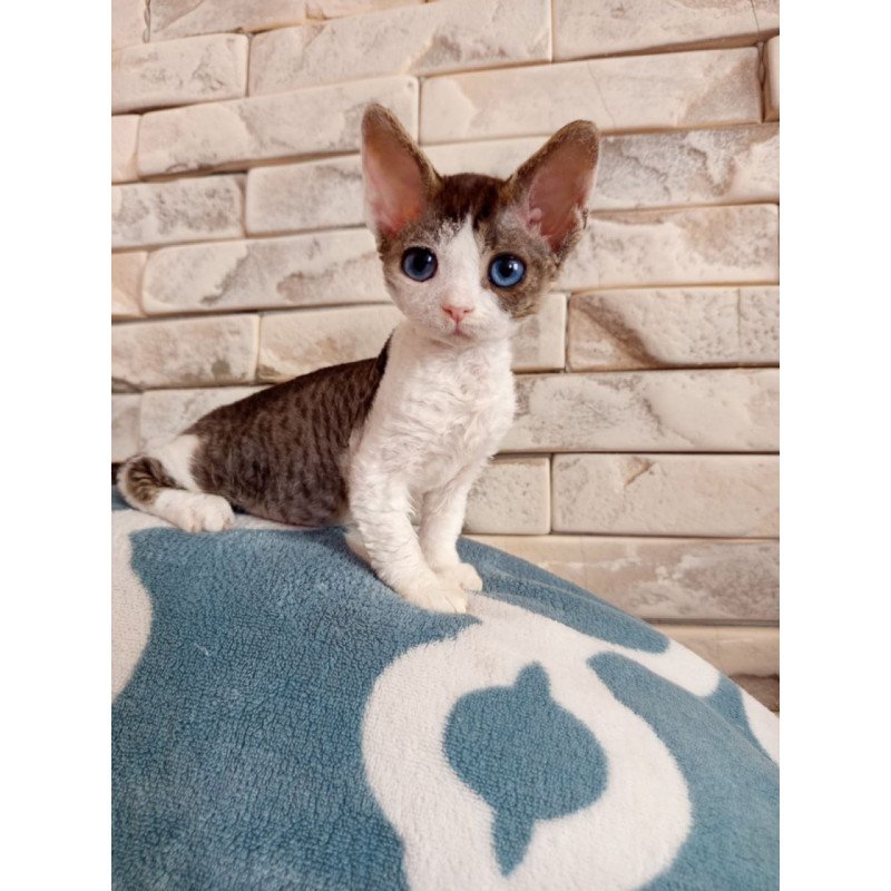 Devon Rex Lotty