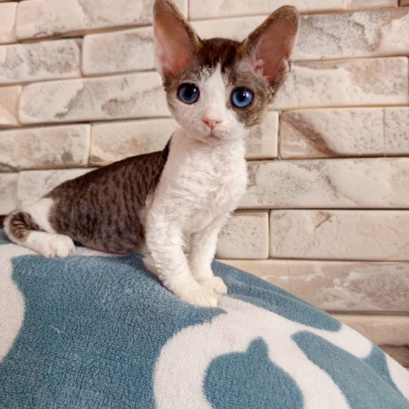 Devon Rex Lotty