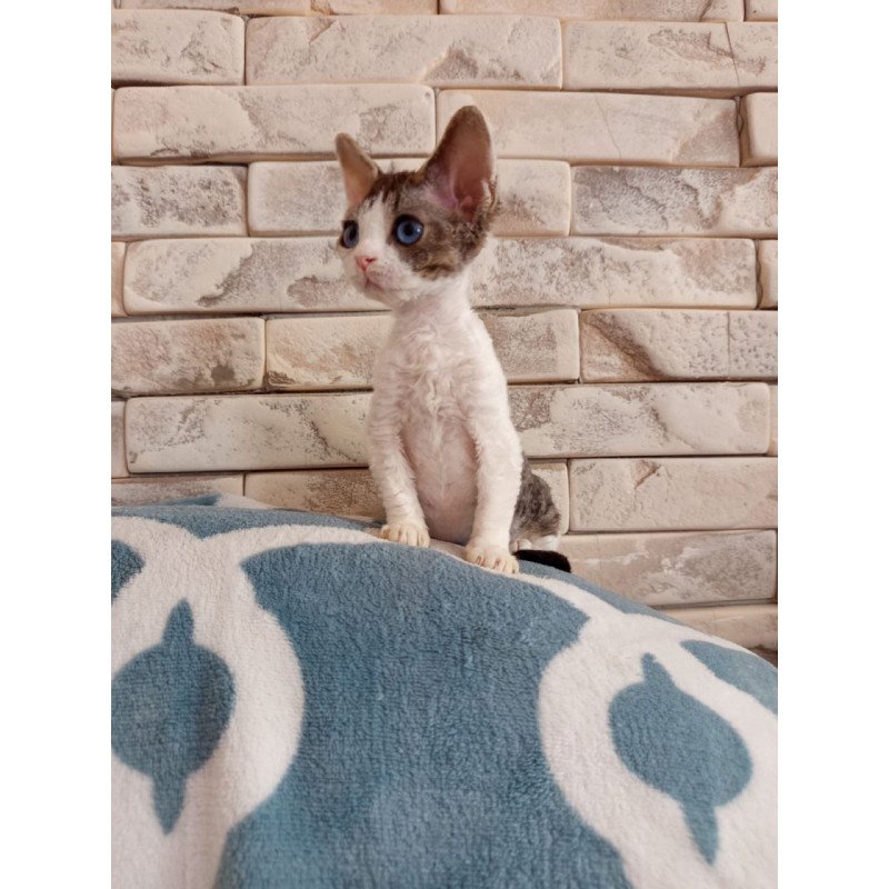 Devon Rex Lotty