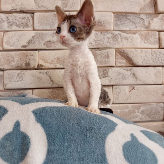 Devon Rex Lotty