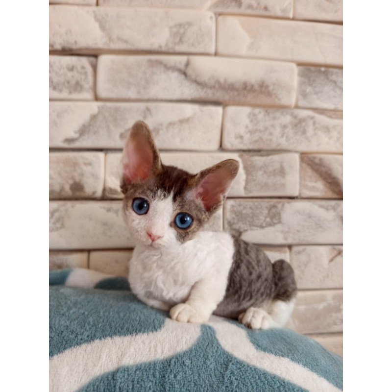 Devon Rex Lotty