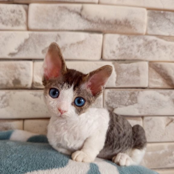Devon Rex Lotty