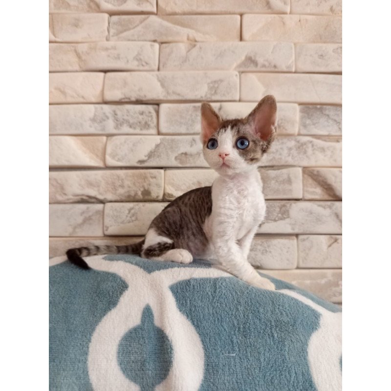Devon Rex Lotty