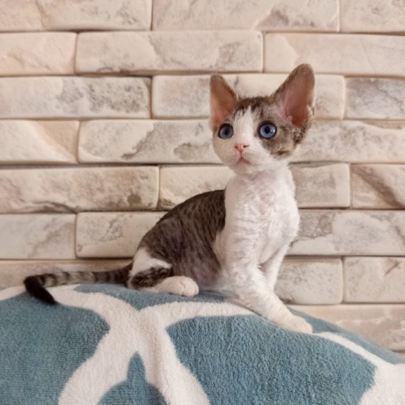 Devon Rex Lotty