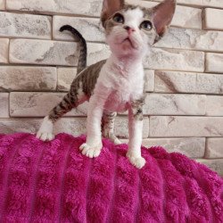 Devon Rex Luna