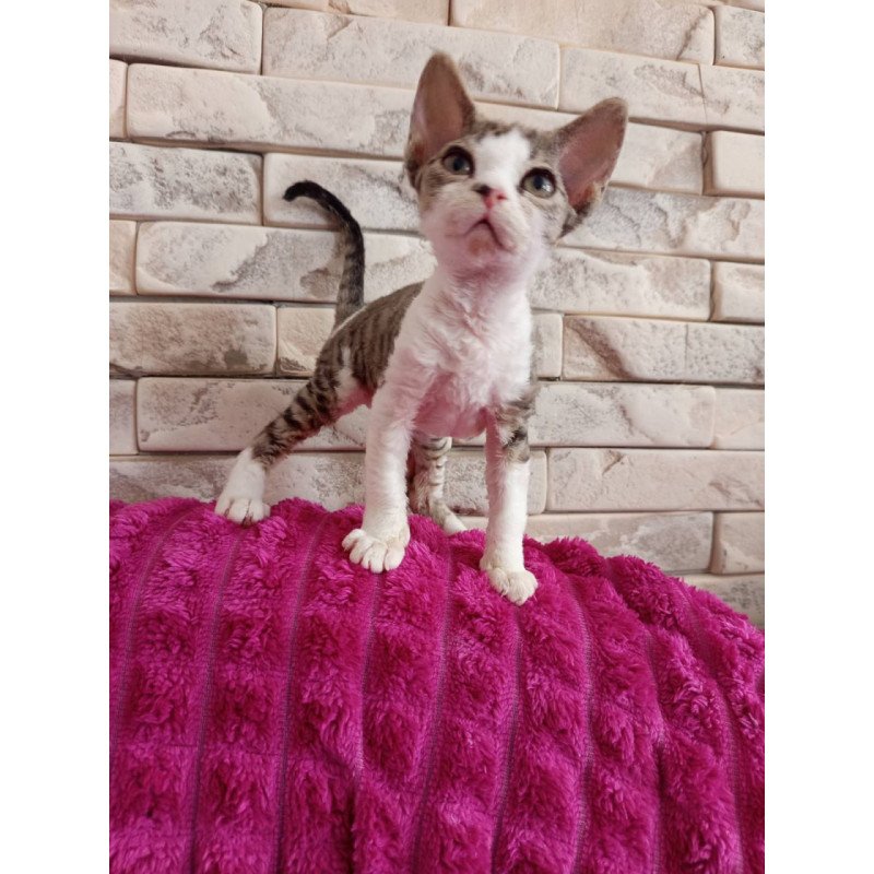 Devon Rex Luna