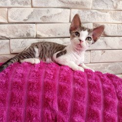 Devon Rex Luna