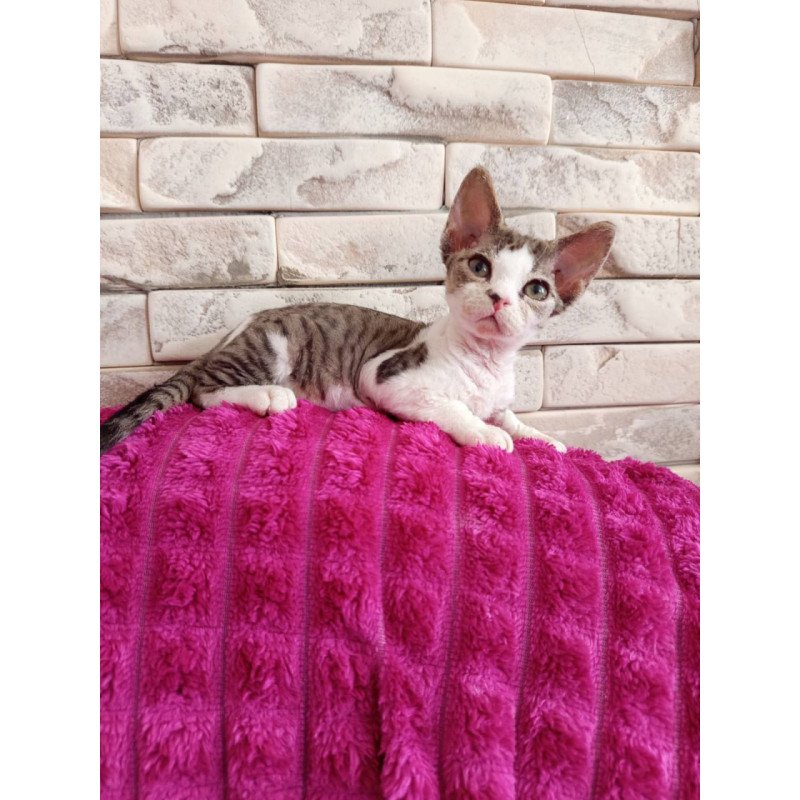 Devon Rex Luna