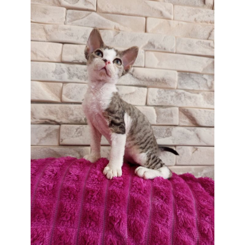 Devon Rex Luna