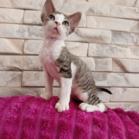 Devon Rex Luna