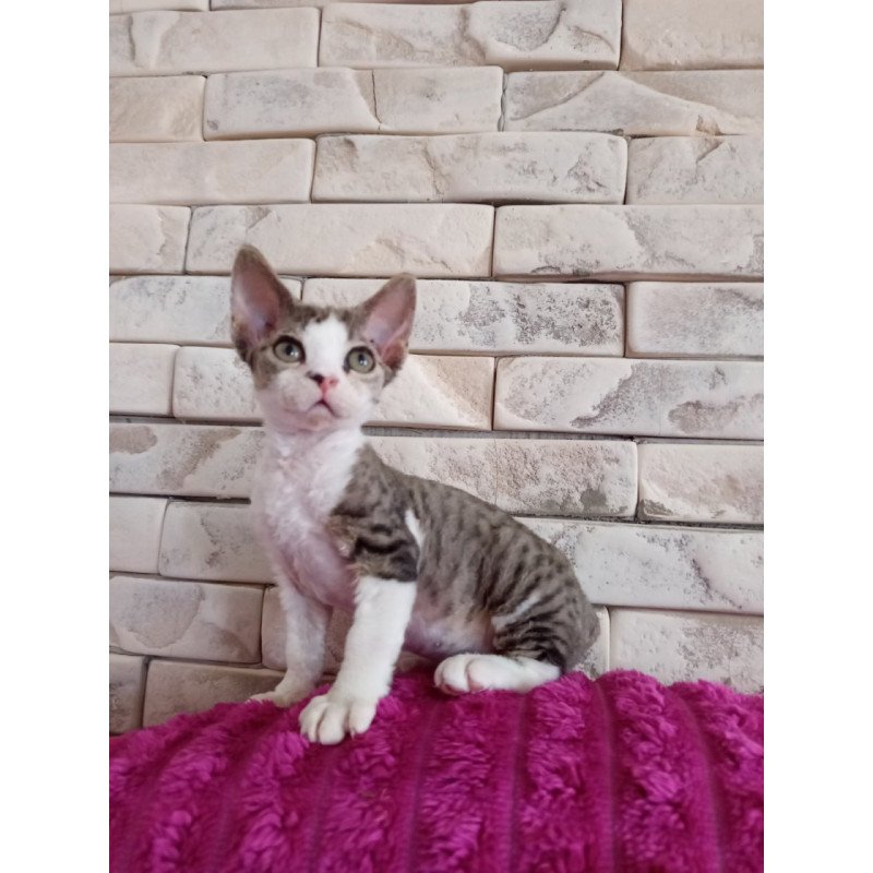 Devon Rex Luna