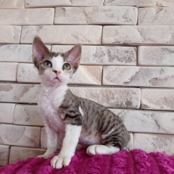 Devon Rex Luna
