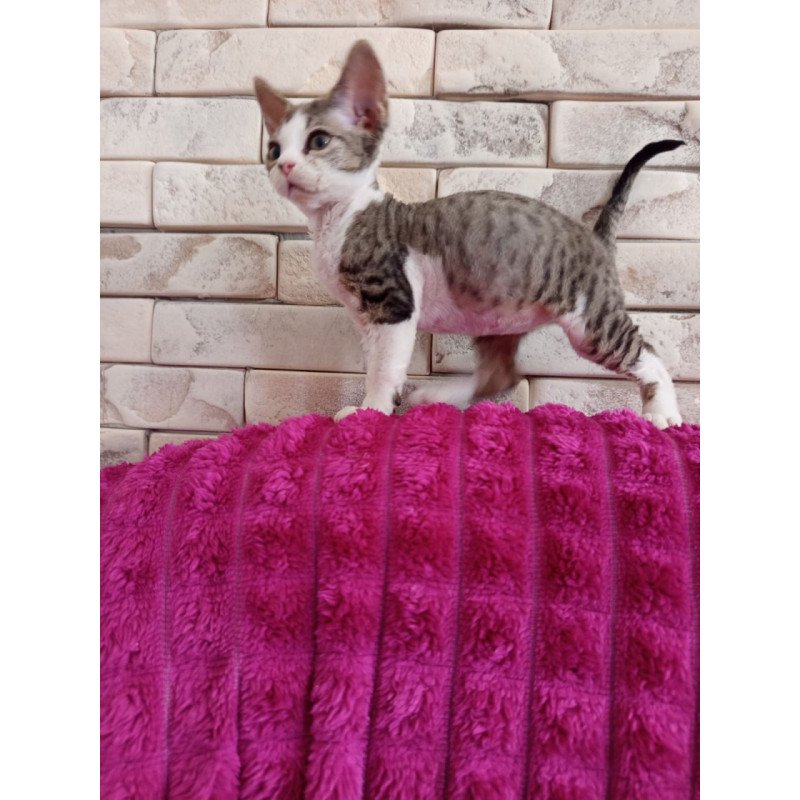 Devon Rex Luna