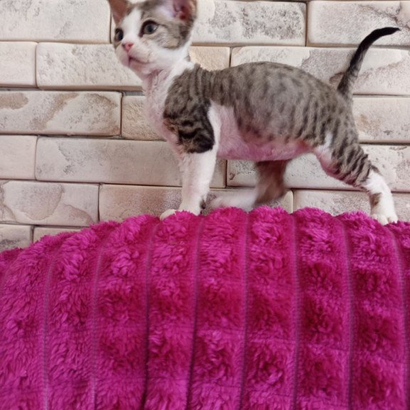 Devon Rex Luna