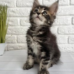 Maine Coon Janny