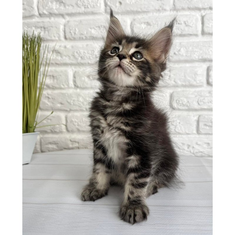 Maine Coon Janny