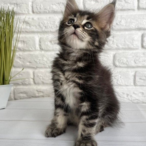 Maine Coon Janny