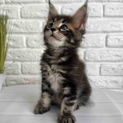 Maine Coon Janny