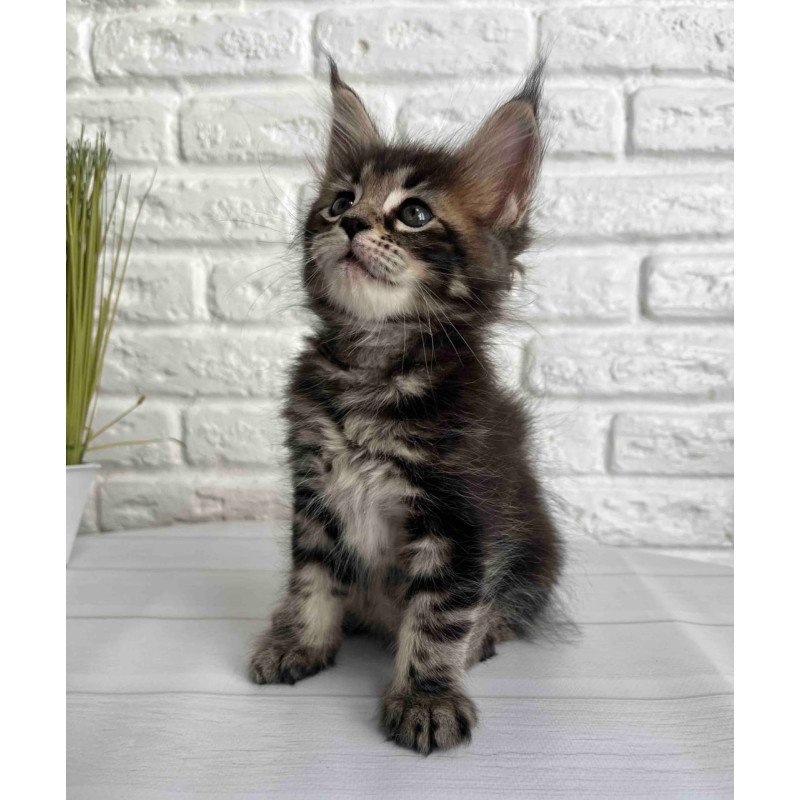 Maine Coon Janny