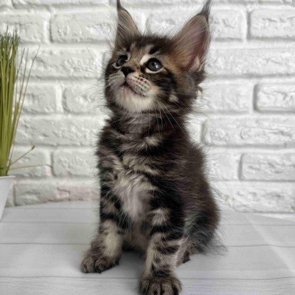 Maine Coon Janny
