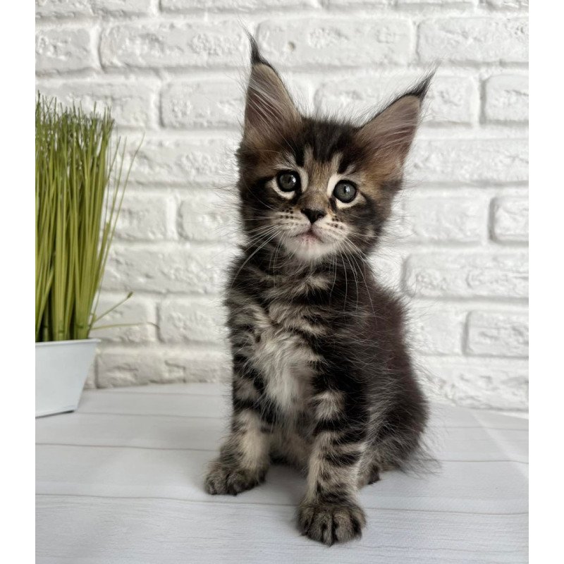 Maine Coon Janny