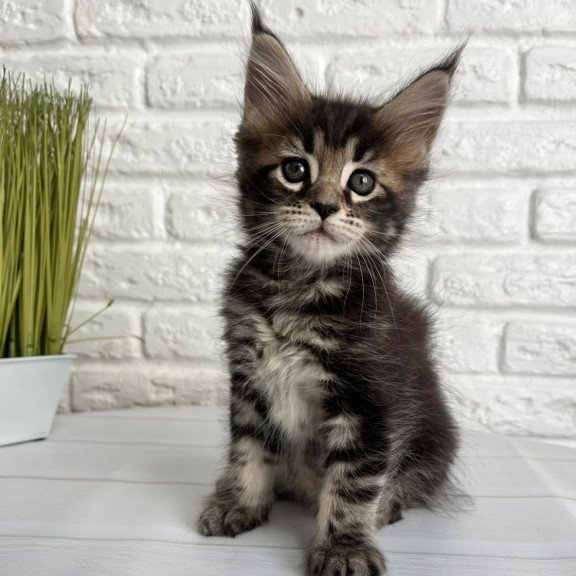 Maine Coon Janny
