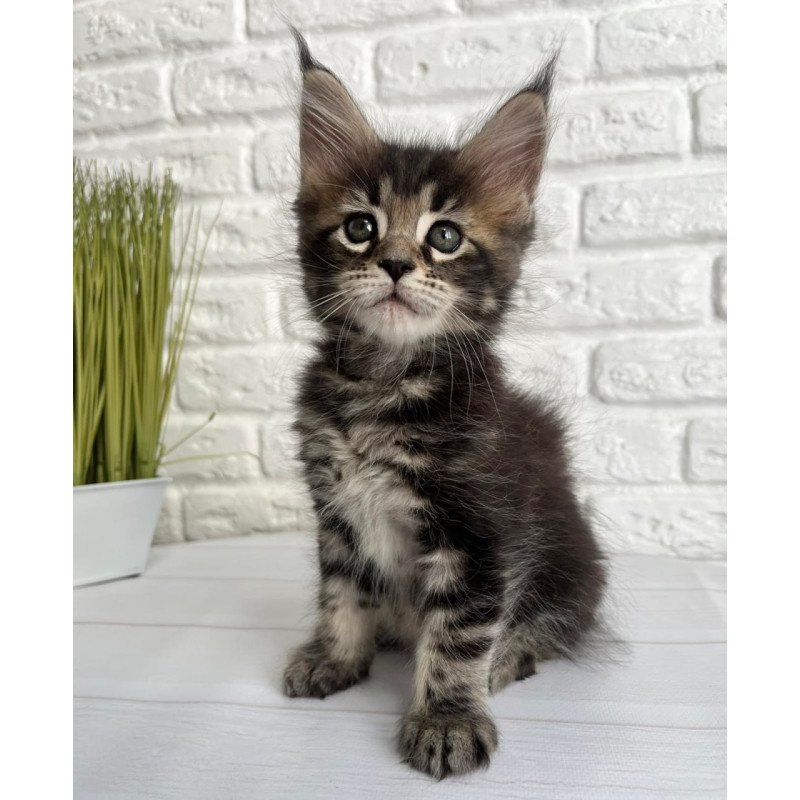 Maine Coon Janny