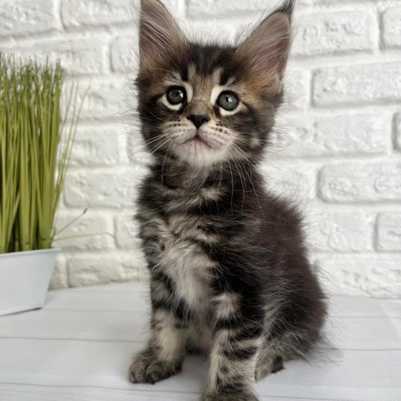 Maine Coon Janny