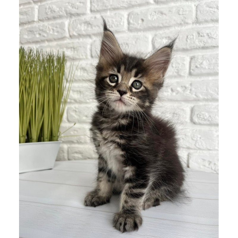 Maine Coon Janny