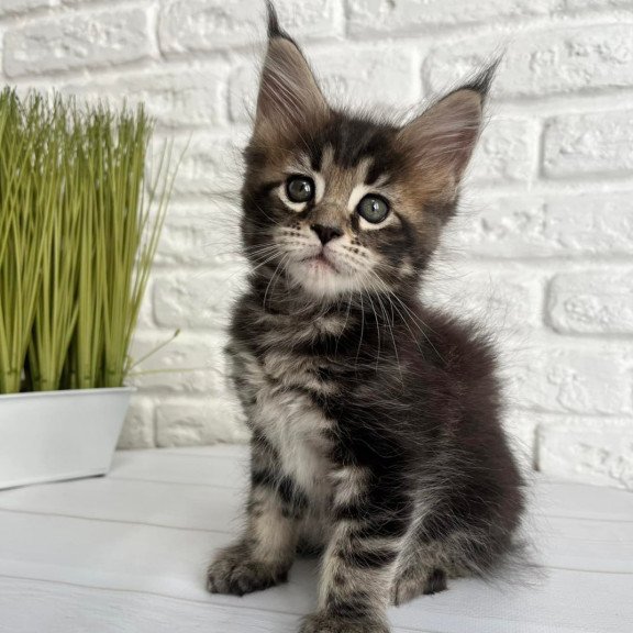 Maine Coon Janny