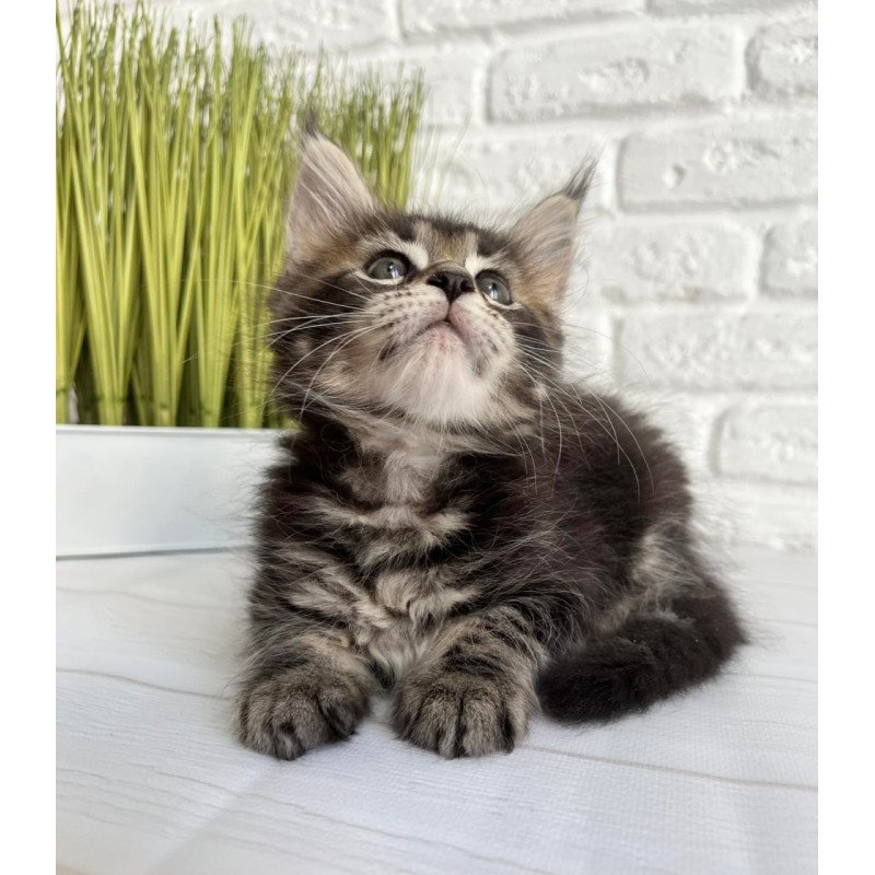 Maine Coon Janny